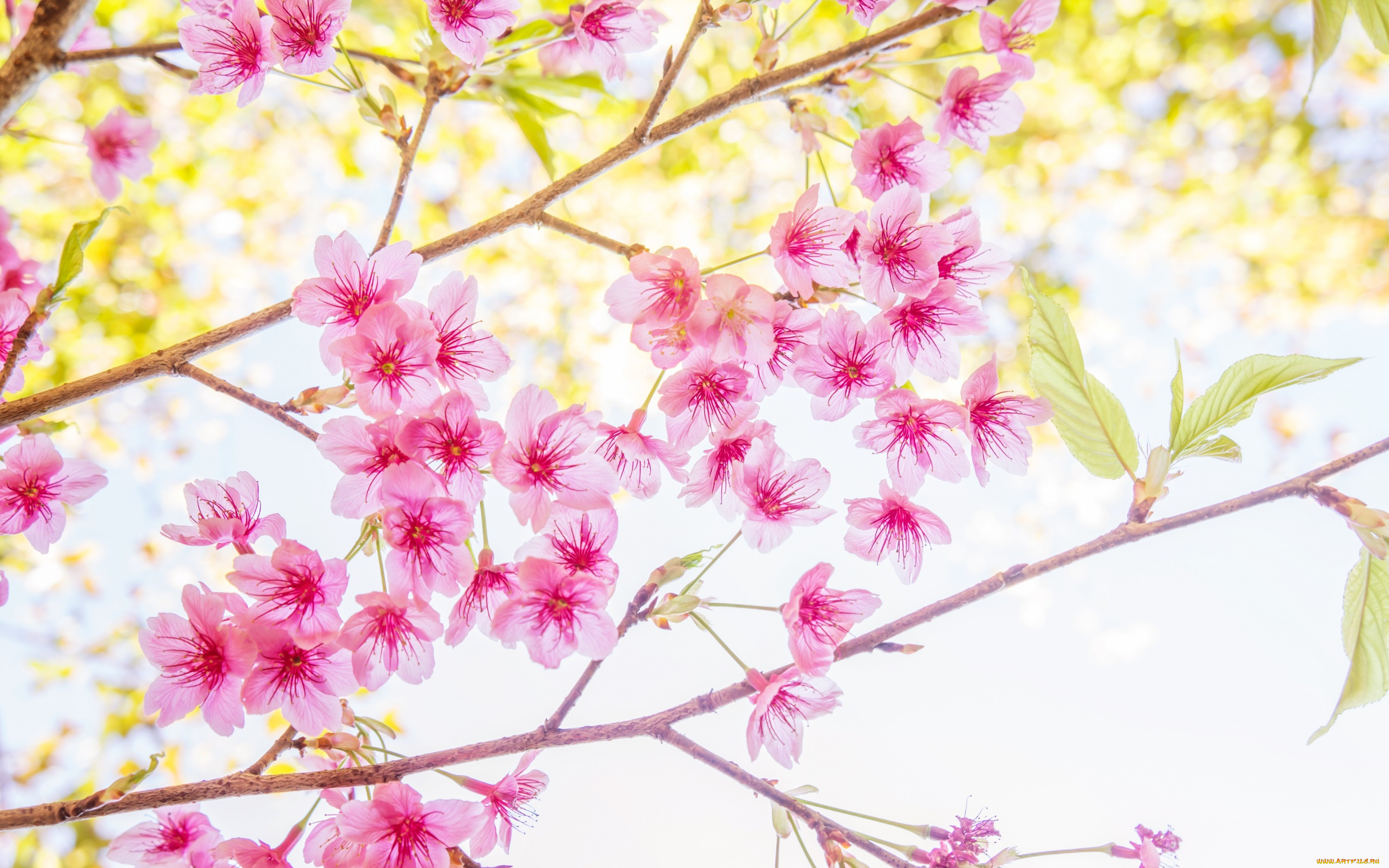 , ,  , bloom, , spring, , , sakura, cherry, blossom, pink